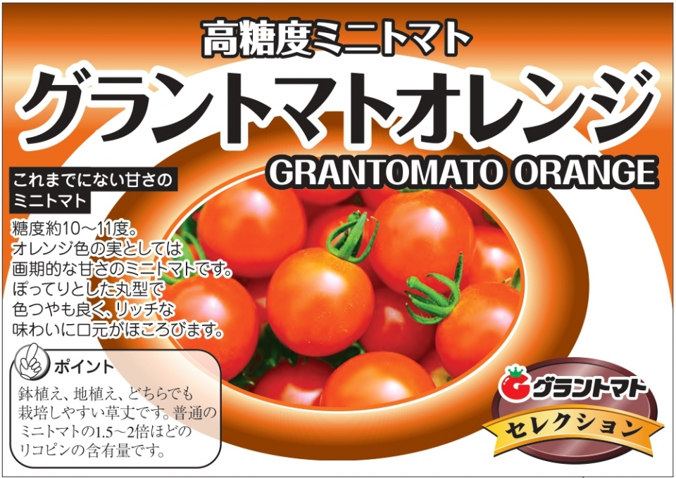 グラントマトオレンジ 高糖度ミニトマトの苗を21日より販売開始いたし 