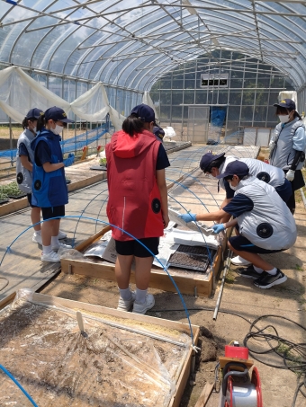 水をかけて暗くして成長を待ちます